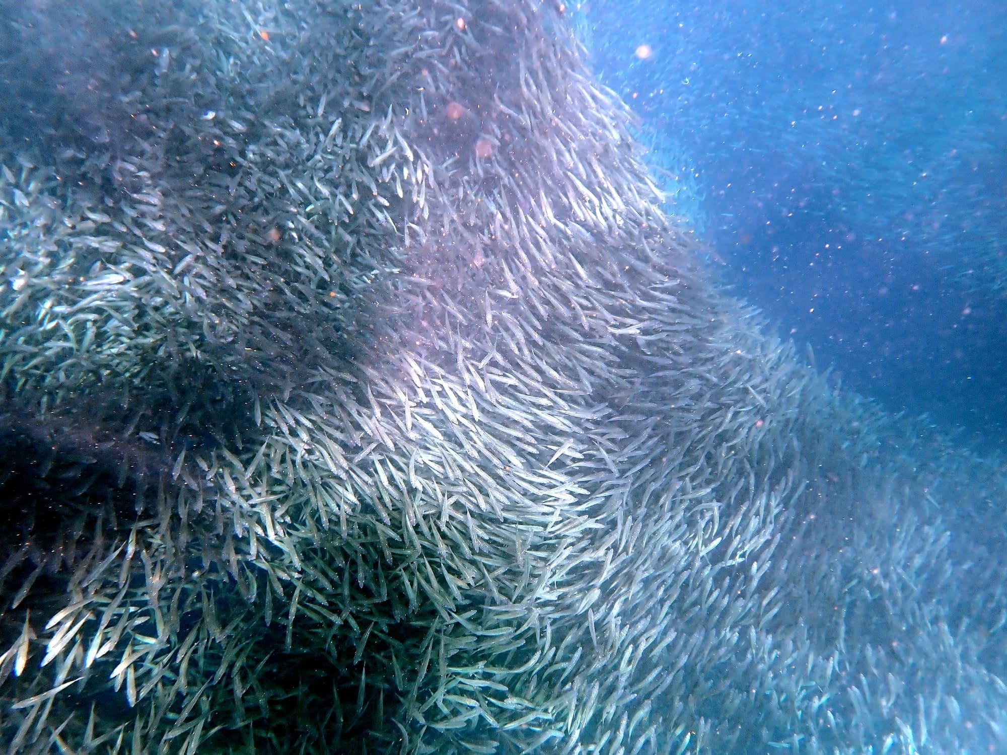 Divemaster – Sardines – DiveProCareer