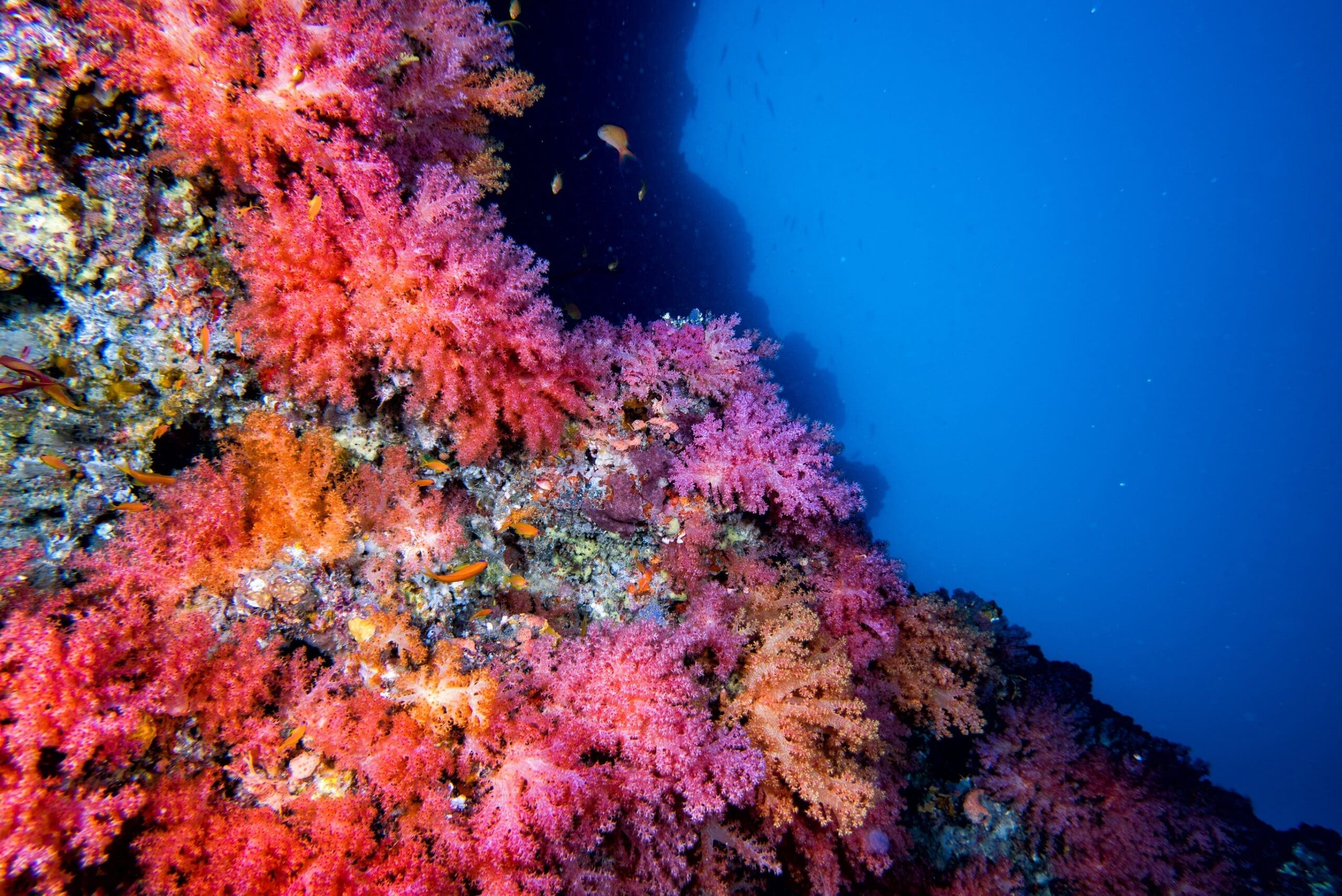 Lo-oc – Dive Sites – DiveProCareer