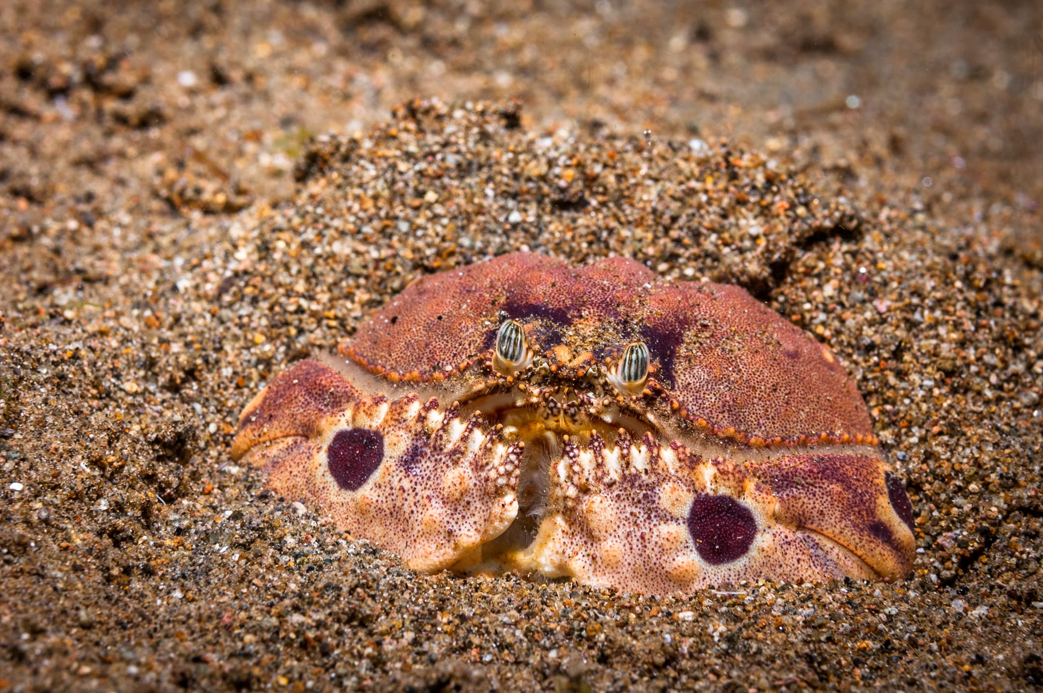 dauin crab