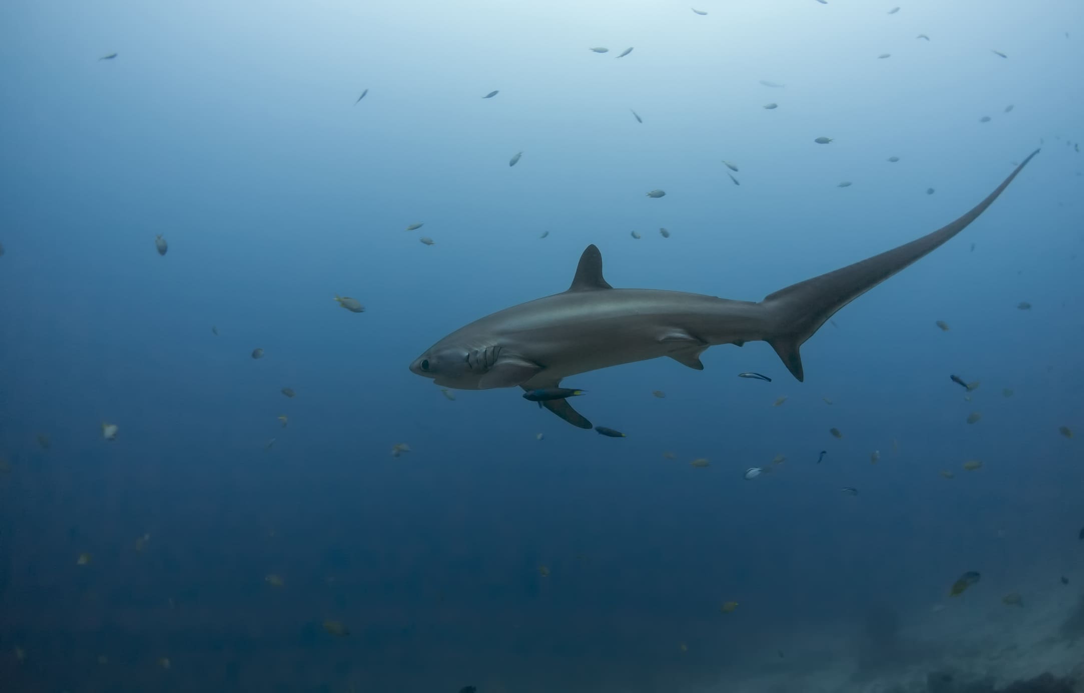 malapascua threshor shark